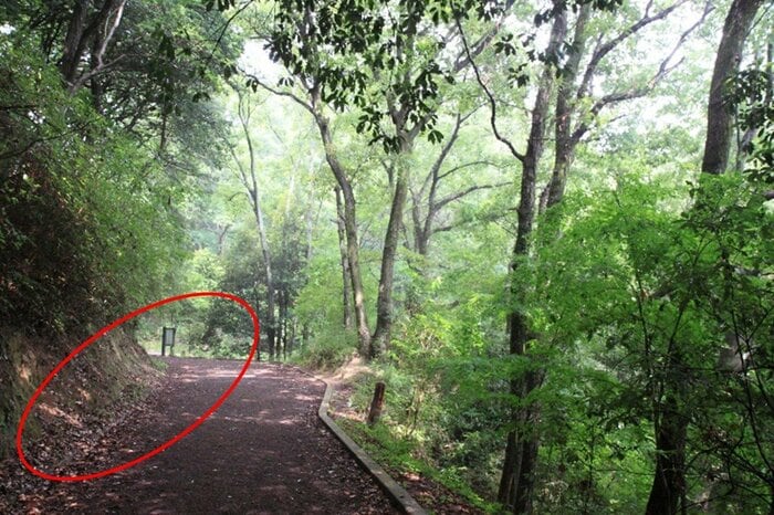 登山道などでは、山側のふち(赤丸で囲った部分)に多く潜むという(画像はイメージ)