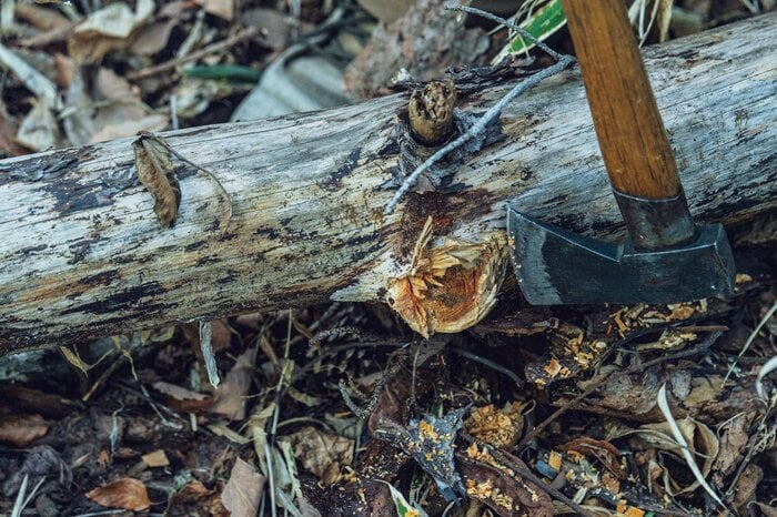 倒木などを薪に使う場合は、鋸で切断するなどして中の状態を確かめる（『焚き火の教科書』より）