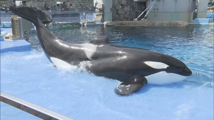 天国に旅立ったシャチの「アース」