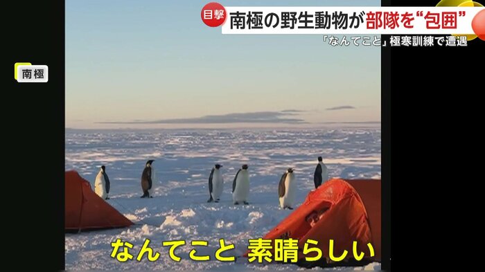 テントの周囲を歩くペンギンたち（NZ Defence Force）