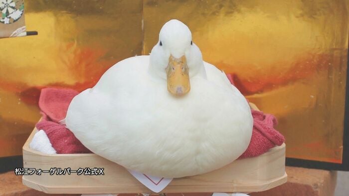 つきたてのお餅のようなフォルム