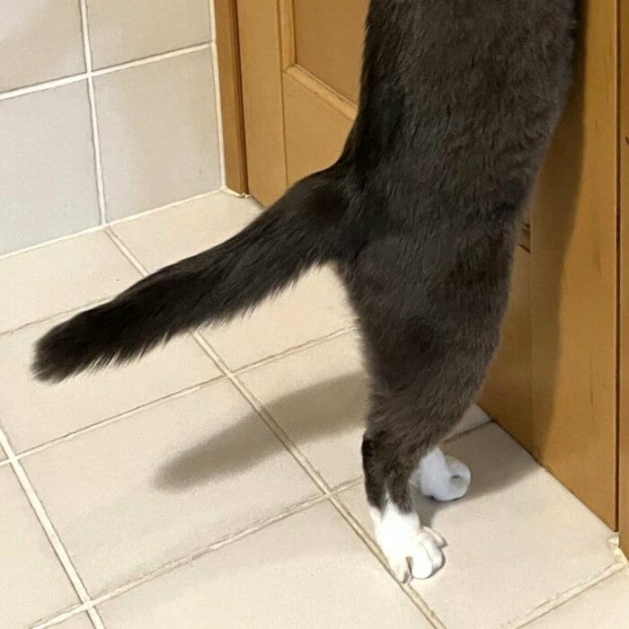 みごとな二足立ち