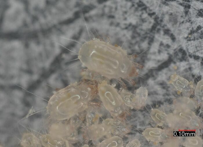 住居にも多く棲みついているケナガコナダニ（提供：アース製薬）