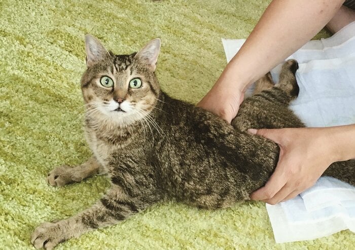 らいに圧迫排泄する晴さんの夫