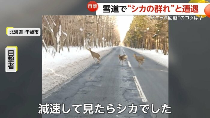 「減速して見たらシカでした」と話す目撃者（視聴者撮影）