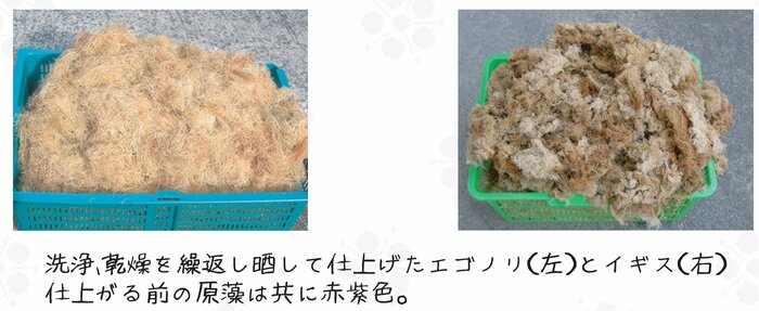 おきゅうとに使う素材(提供:林正之おきゅうと店)