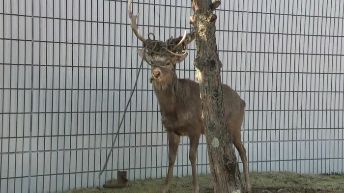 このシカは2025年の秋ごろから確認されている