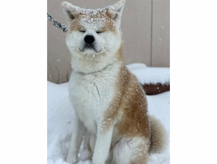 提供:秋田犬 五元(イモト)さん