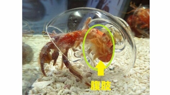 黄色い丸で囲まれているのが腹肢