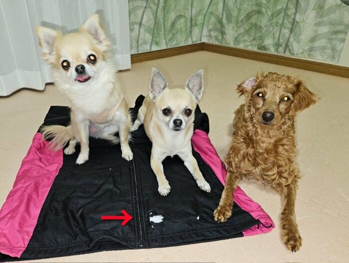 カット前のうのちゃん(右端)と同居犬たち
