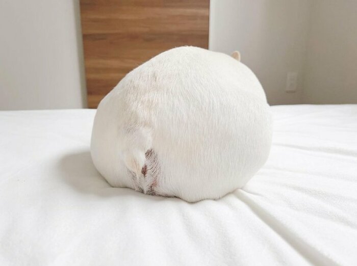 れおん君のもっちりおしり
