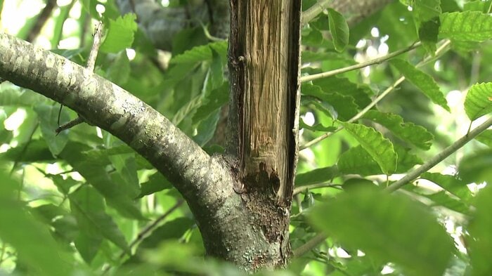 クマに幹を傷つけられた栗の木