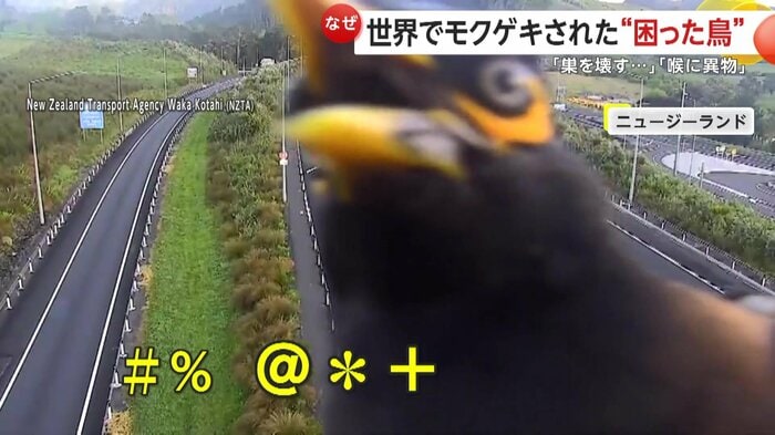 カメラに向かってくちばしを動かすムクドリ