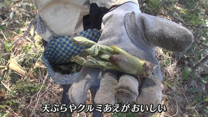 タラの芽