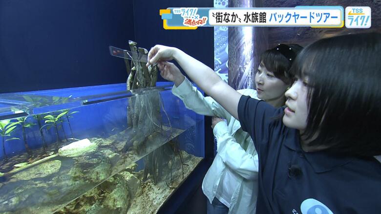 広島もとまち水族館のバックヤードツアー！　街なか水族館ならではの裏側とは？　楽しく学んで特別な体験も｜FNNプライムオンライン