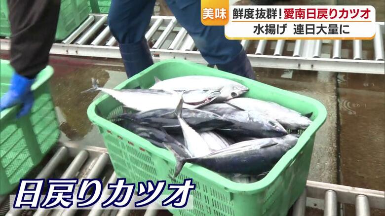 「次元が違うぐらい食感が違う！」１００匹に１匹だけ認められる愛媛県愛南町“幻のカツオ”「びやかつお」とは？【愛媛発】｜FNNプライムオンライン