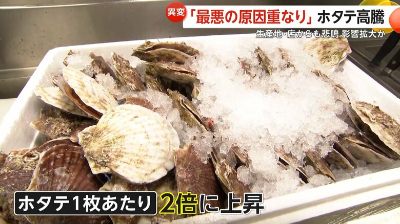 「最悪の原因重なり」稚貝9割死滅しホタテ2倍に高騰！高水温とエサ不足が直撃　人気バイキング店「そんなに食べないで」産地青森「復活するまで何年もかかる」｜FNNプライムオンライン