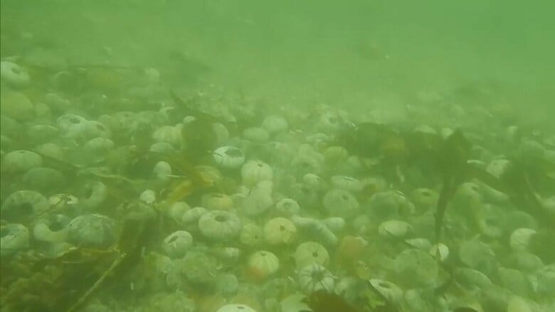 マグロの大群にブリの豊漁　ウニとサケは大量死...国内で初めて赤潮被害を起こしたプランクトンと海の異変｜FNNプライムオンライン