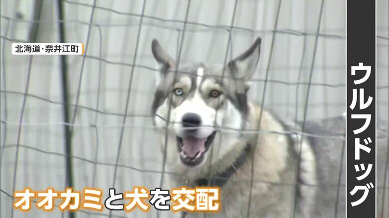 体重20キロ「ウルフドッグ」脱走、高齢女性かまれ重傷　ケージ鍵かけず…飼い主の67歳女を逮捕　去年も同様事件で異例の“改善命令”検討　北海道｜FNNプライムオンライン