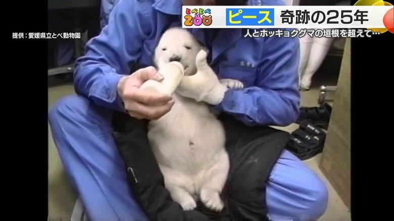 とべ動物園のアイドル「ピース」奇跡の25年間　手探りの人工哺育や命の危機を乗り越え…家族の一員として育てた男性｜FNNプライムオンライン