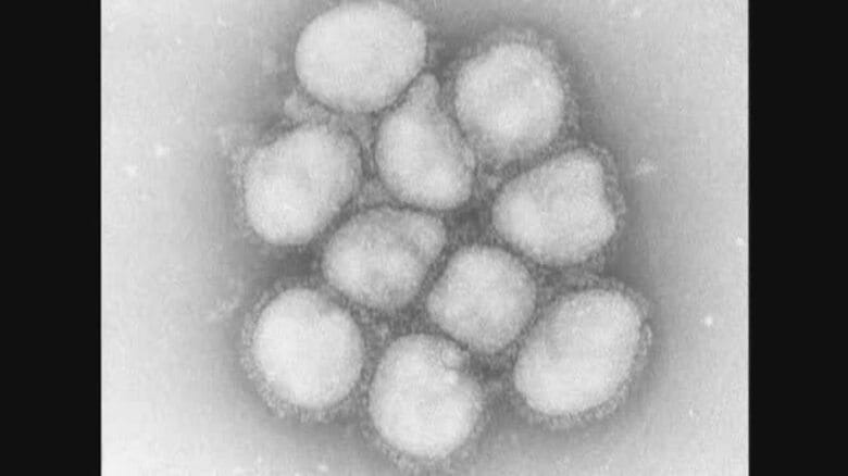 香川県にインフルエンザ警報発令　過去１０年間で最も早い　学校や幼稚園などで感染拡大か【香川】｜FNNプライムオンライン