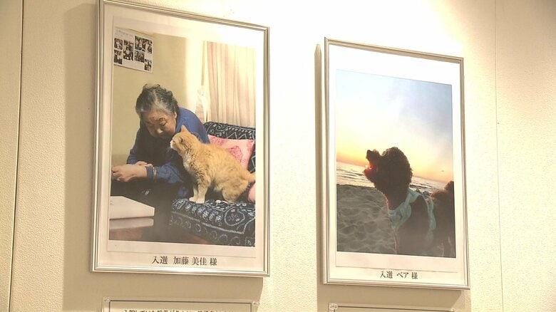 「写真で癒やされてにゃ～」猫や犬の様々な姿とらえた写真展 “動物との向き合い方”考える機会に【秋田発】｜FNNプライムオンライン