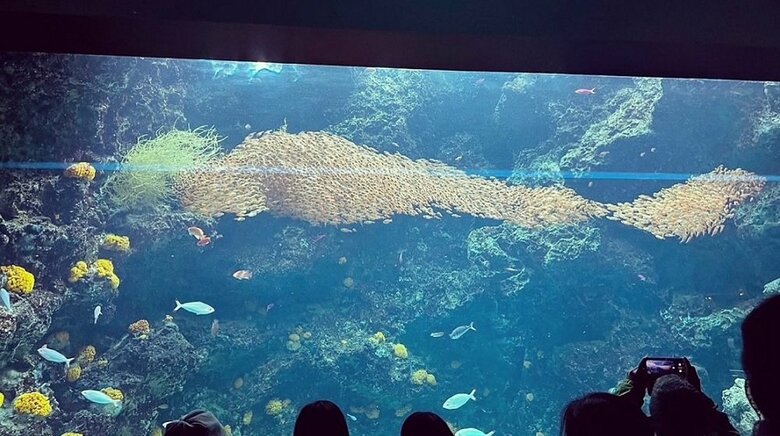 まさにスイミーの世界！小さな魚の群れが1匹の大きな魚となった“奇跡の瞬間”を撮影…おすすめの時間帯を水族館に聞いた｜FNNプライムオンライン