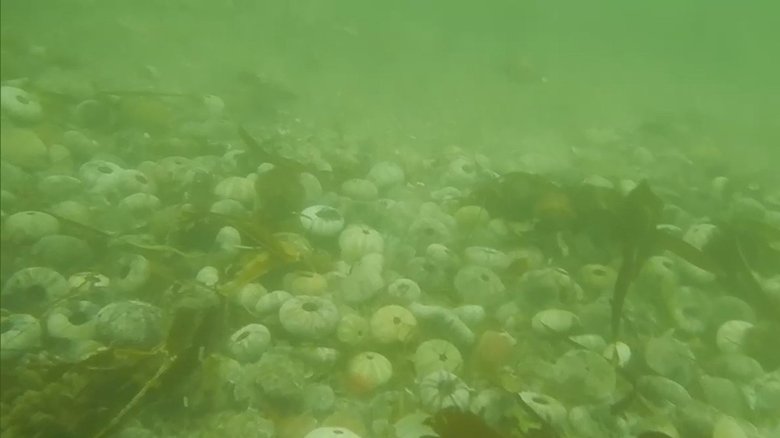 海底で死滅しているのが確認されたウニ