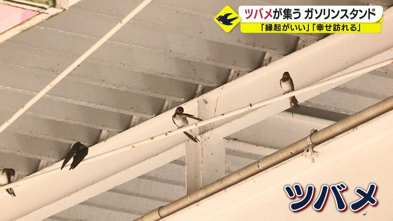 天井にはたくさんのツバメの姿が
