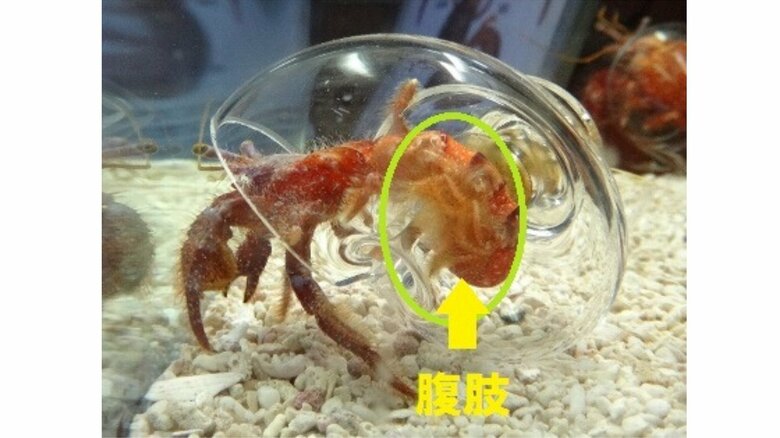 黄色い丸で囲まれているのが腹肢