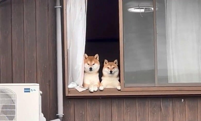 2階からジーッと監視している2匹（提供：@Shibamugi28）