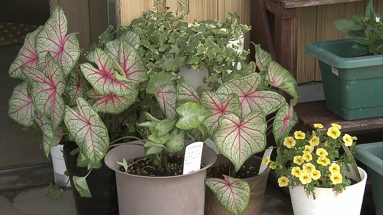 小野屋駅に飾られている花