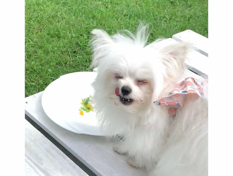 提供：かわいーぬさん