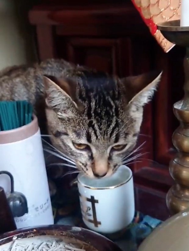 提供：アメチカンのもなさん