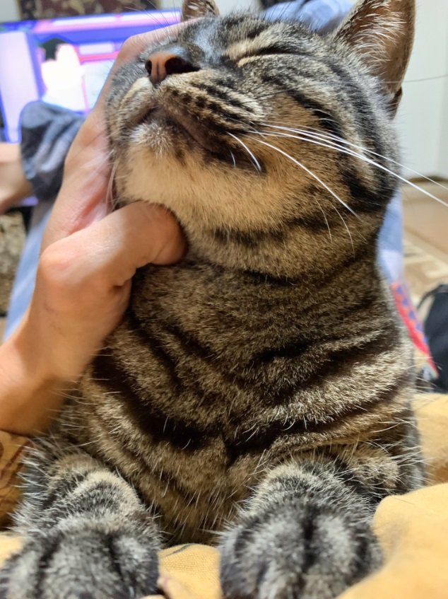 モフられるにゃん助さん