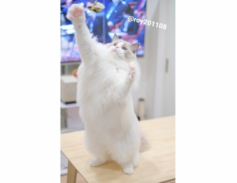 新しいおもちゃでジャンプが倍（提供：ロイくん@roy201108さん）