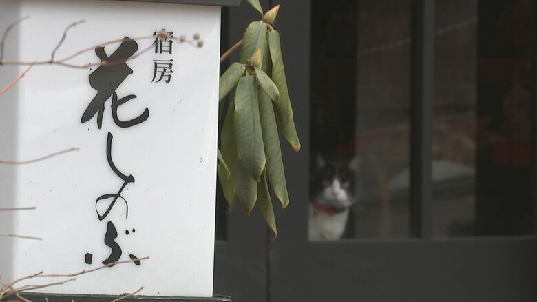 看板猫「かぼす」