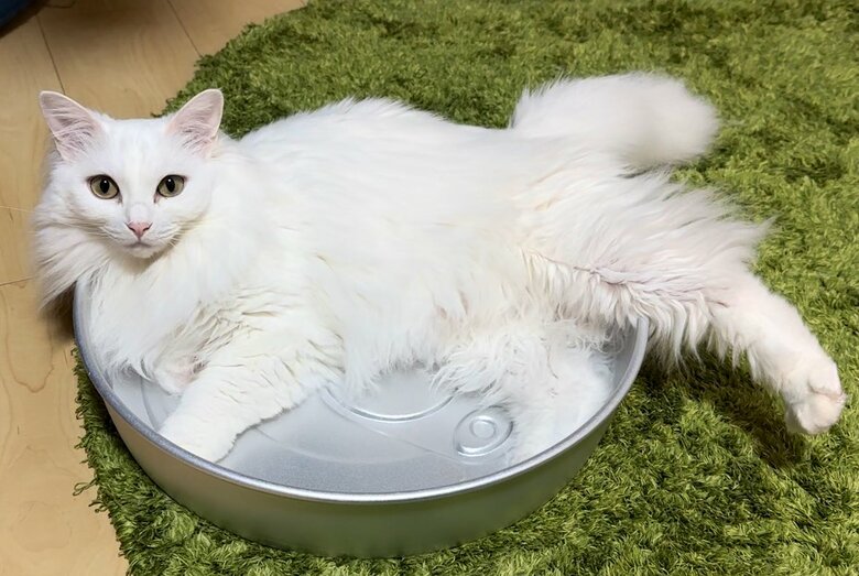 タライと雪之丞ちゃん