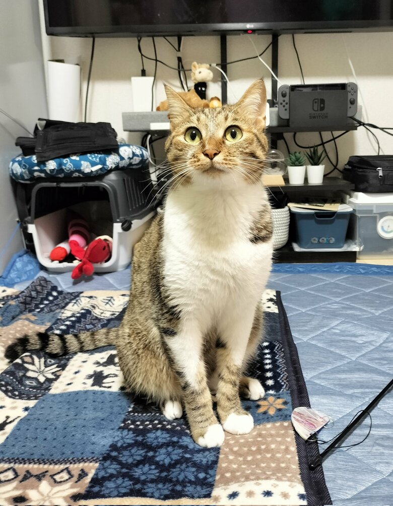提供：猫のテトさん