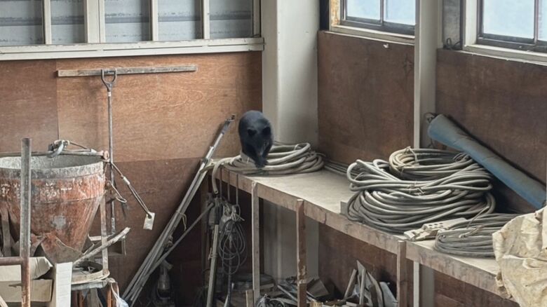 建設会社の倉庫にクマ（阿賀野市）