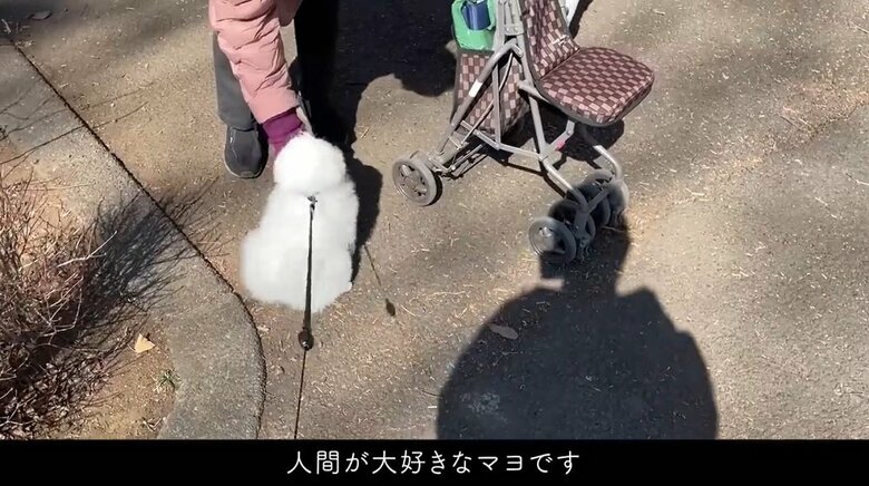 「かわいい」と褒められ、よしよしされるマヨちゃん