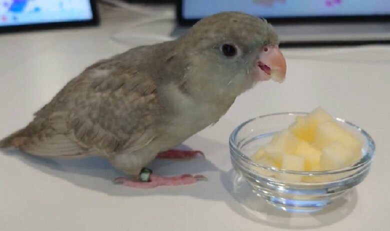 リンゴが大好物