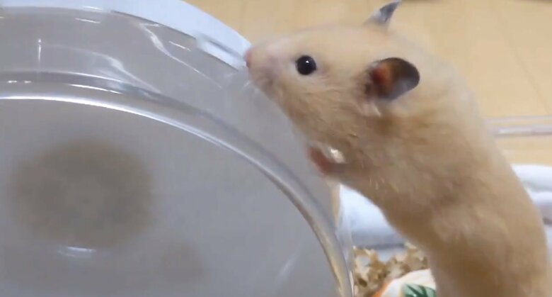 4月に初めて“手回し”したはなちゃん