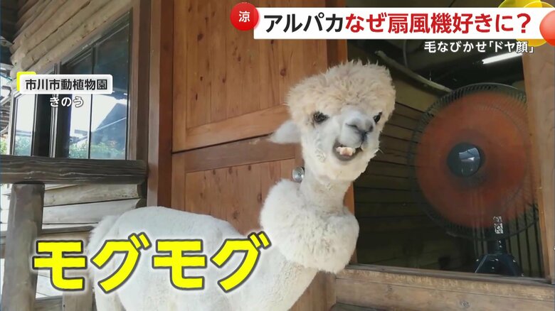 今年は口モグモグでドヤ顔（提供：市川市動植物園）