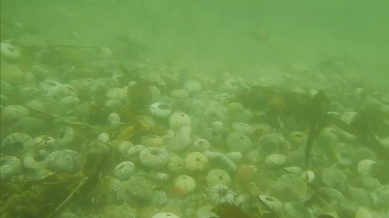 マグロの大群にブリの豊漁　ウニとサケは大量死...国内で初めて赤潮被害を起こしたプランクトンと海の異変