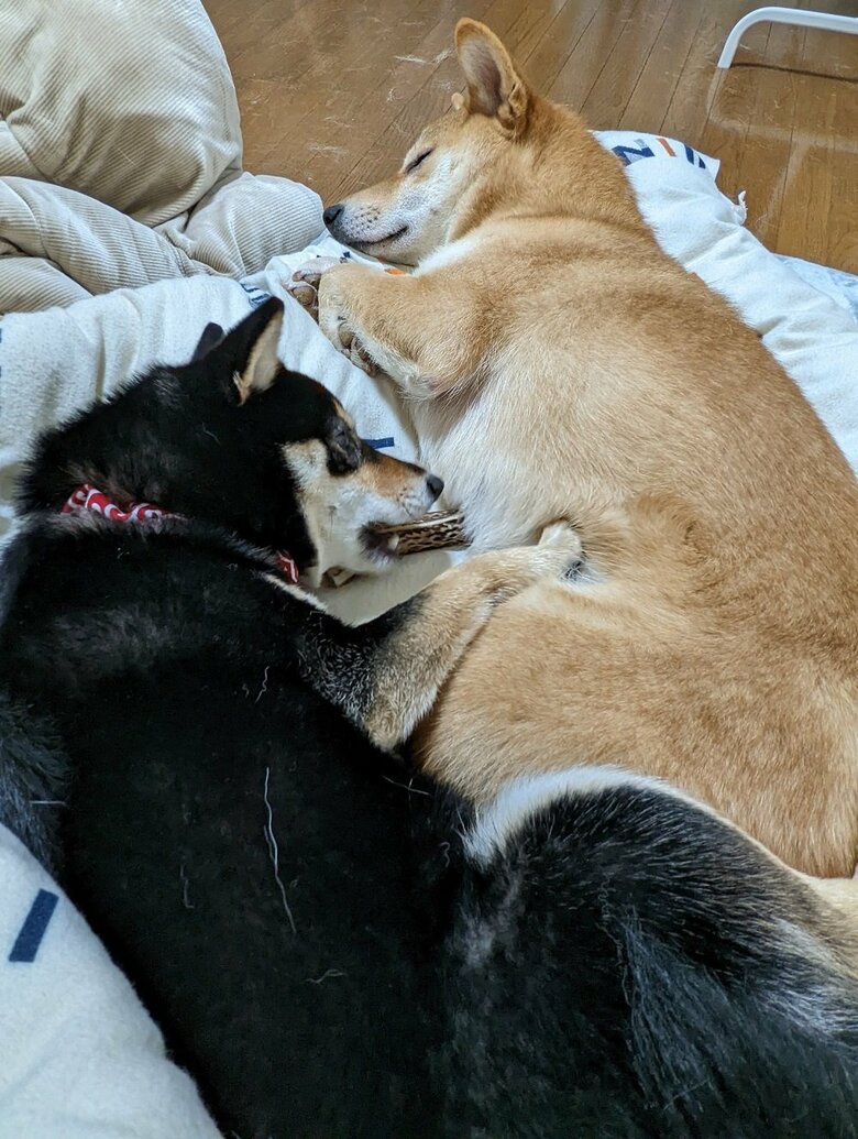 仲良しきょうだい