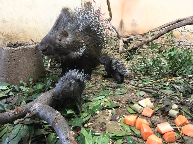 カグヤちゃんの姉妹とお母さん