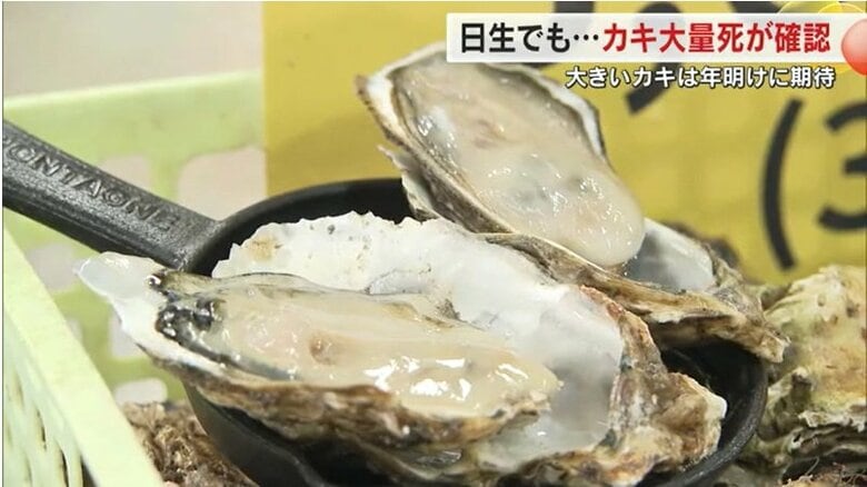 販売されているカキ