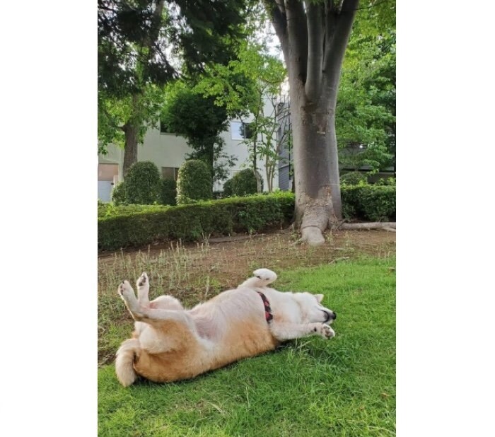 提供：柴犬ななさん
