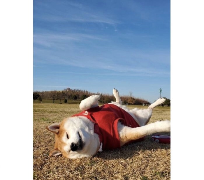 提供：柴犬ななさん